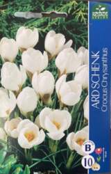 KROKAI ARD SCHENK -