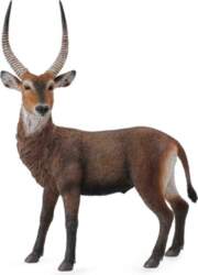 Antilopes ūdensputnu - Collecta